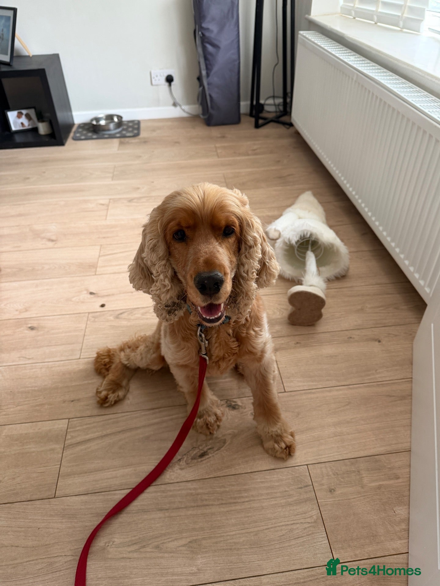 Cocker Spaniel dogs Golden Show Cocker Spaniel  - Advert 1