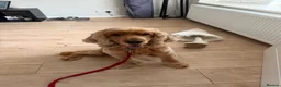 Cocker Spaniel dogs for sale: Golden Show Cocker Spaniel  - Advert 1