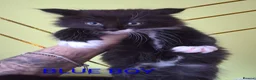 Mixed Breed cats for sale: Beauty litter of ragcoon -tuxedo cross  in Preston - Advert 4