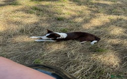Border Collie dogs for sale: Beautiful Border Collie Puppies - Image 17