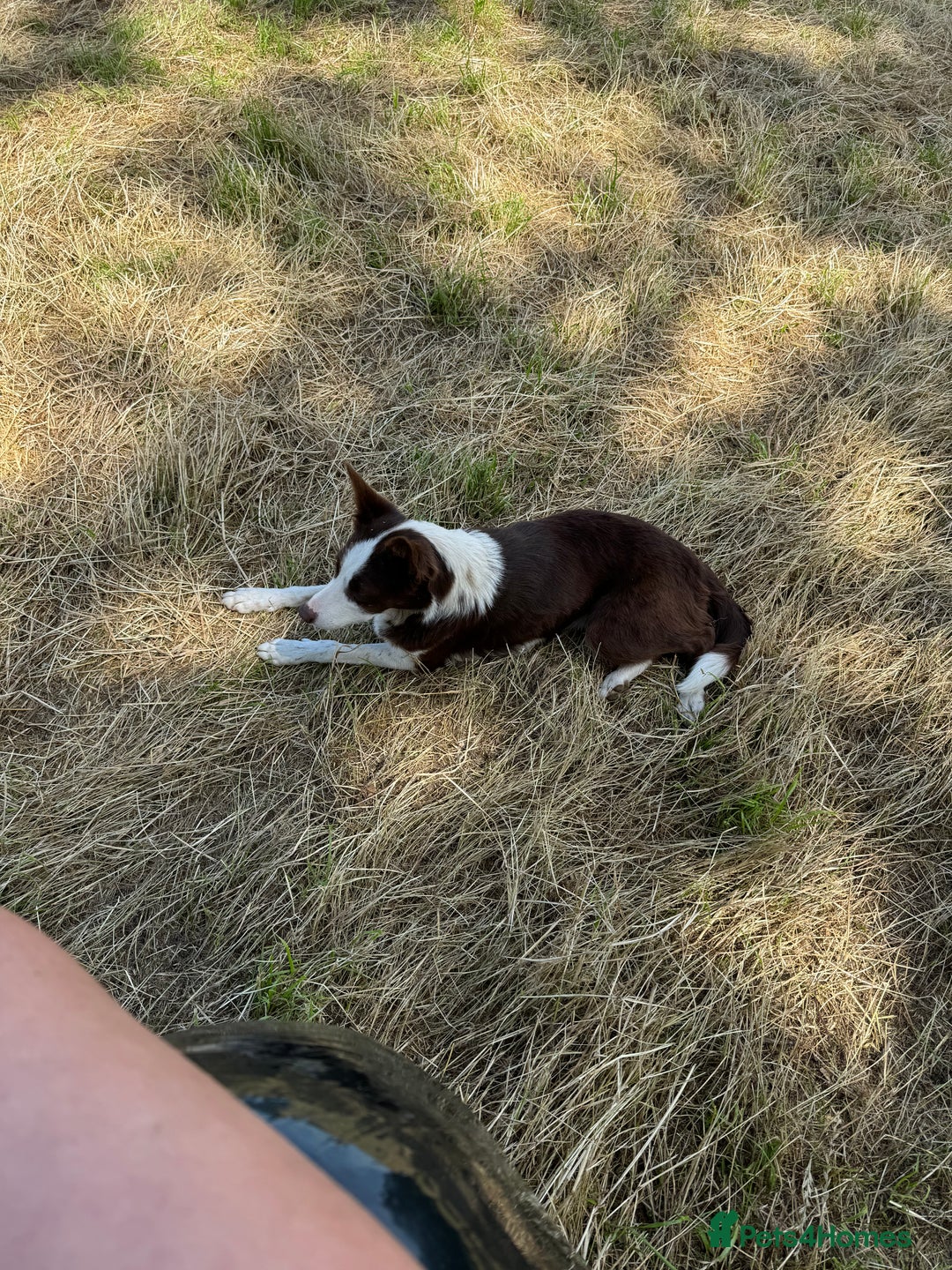 Border Collie dogs for sale: Beautiful Border Collie Puppies - Image 17
