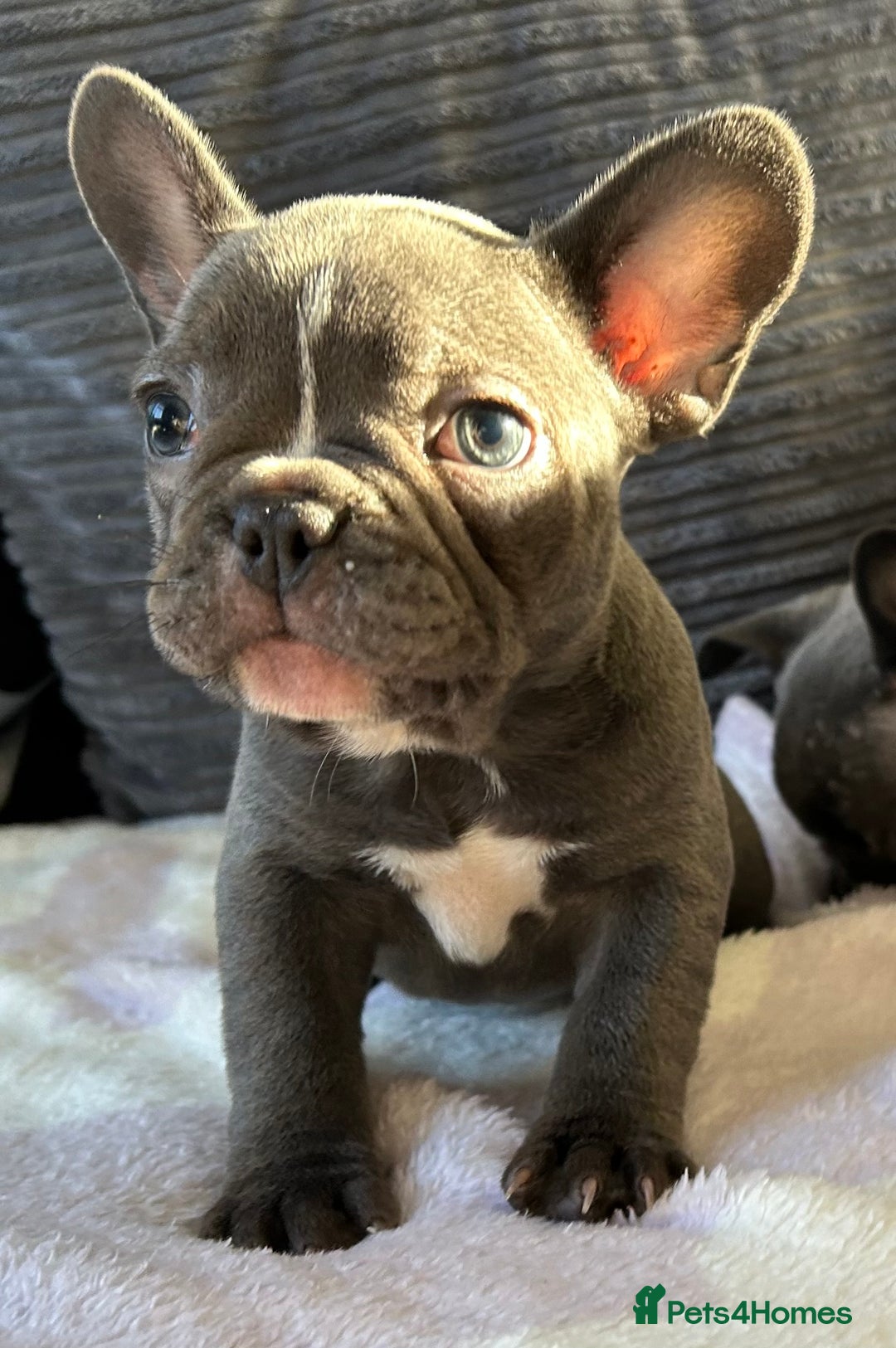 French Bulldog dogs for sale: 4 Solid Blue French Bulldog Girls - Advert 13