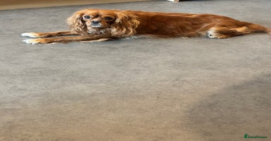 Cavalier King Charles Spaniel dogs - Advert 1