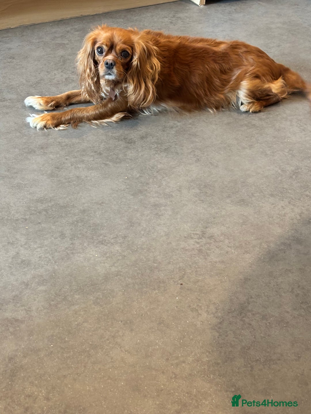 Cavalier King Charles Spaniel dogs for sale: Beautiful Ruby and Blenheim cavalier puppies - Image 3