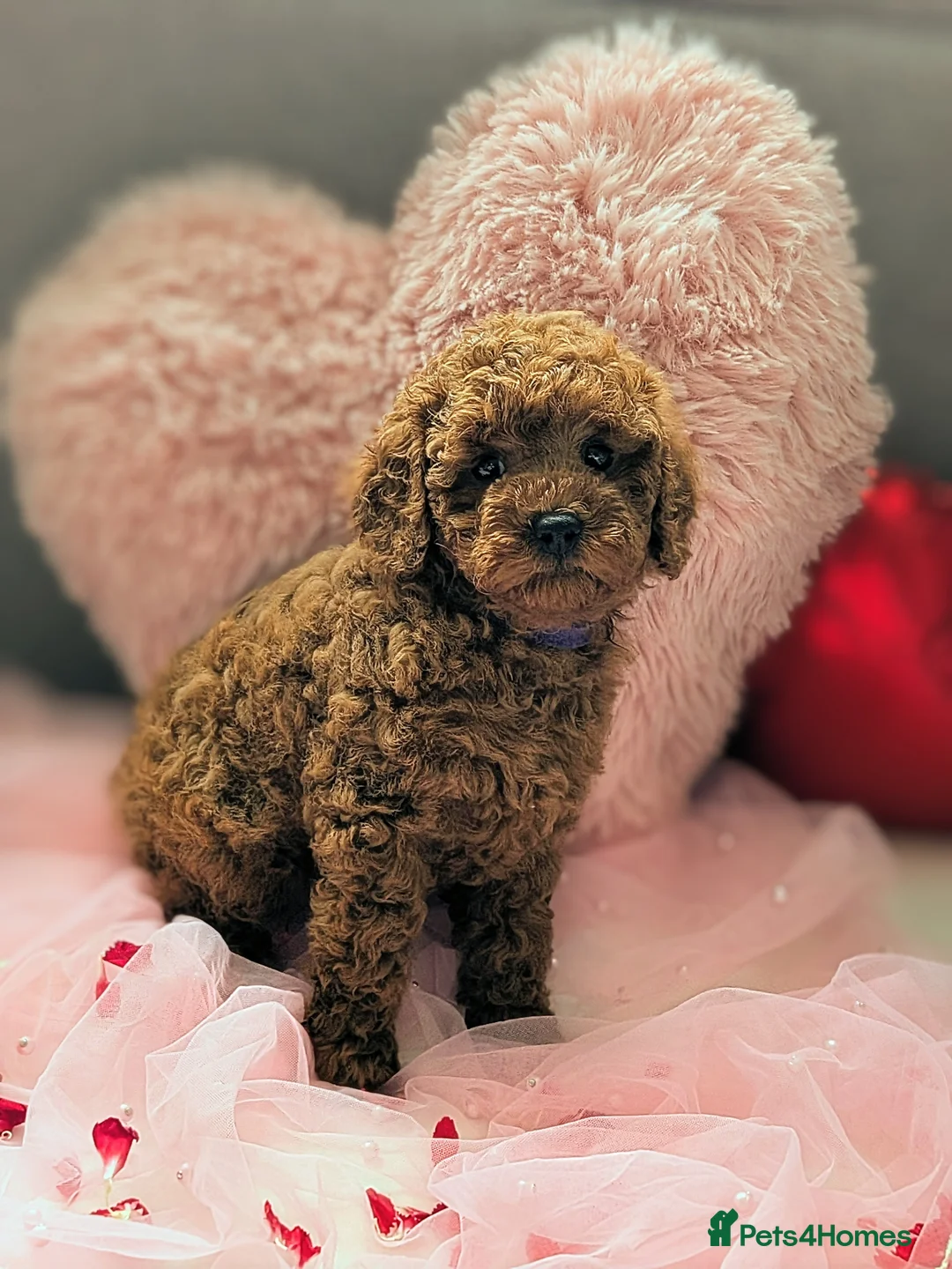 Miniature Poodle dogs for sale: Prestine pedigree poodles - Advert 2