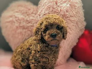 Miniature Poodle dogs Prestine pedigree poodles - Advert 17