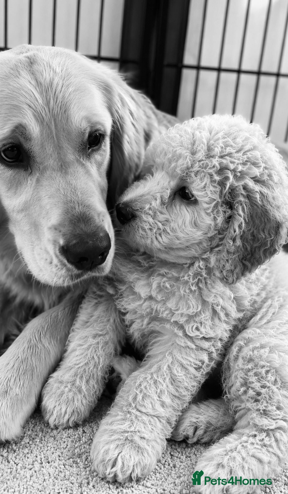 Goldendoodle dogs Beautiful golden doodles looking for forever homes - Advert 1