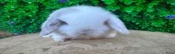Mini Lop rabbits for sale: Stunning purebred mini lop bucks ready to reserve - Advert 24