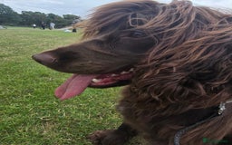 Sprocker dogs for sale: Sprocker for sale - Image 2