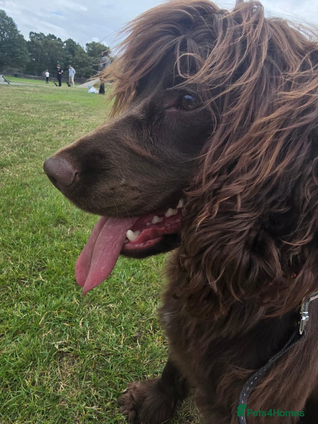 Sprocker dogs for sale: Sprocker for sale - Image 2