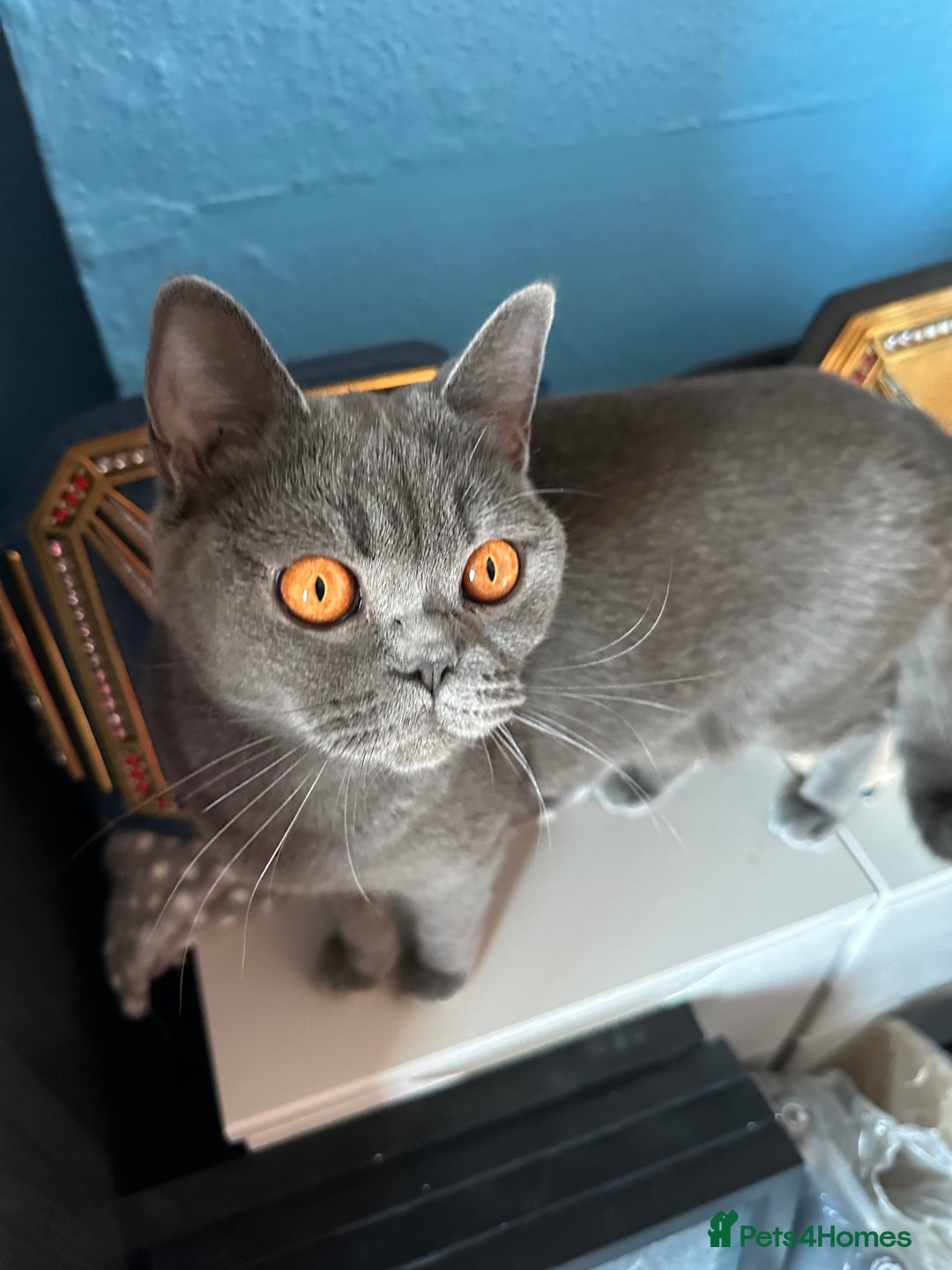 British Shorthair cats for sale: British short hair kittens - Advert 2