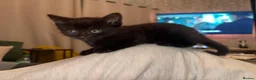 Mixed Breed cats for sale: 3 adorable kittens for purrfect homes in High Wycombe - Advert 8
