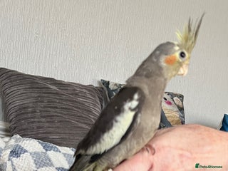 Cockatiels birds Baby hand reared cockatiels - Advert 4