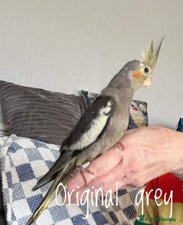 Cockatiels birds Baby hand reared cockatiels - Advert 1