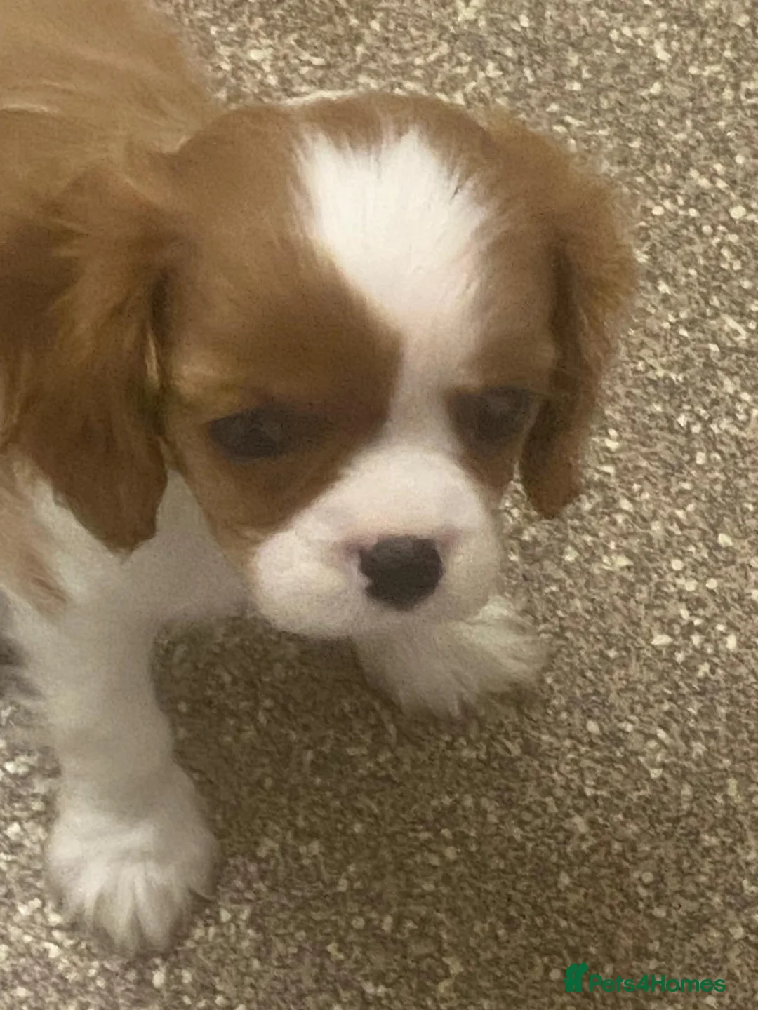 Cavalier King Charles Spaniel dogs for sale: Cavalier King Charles Boys for Sale in Kidderminster - Advert 2