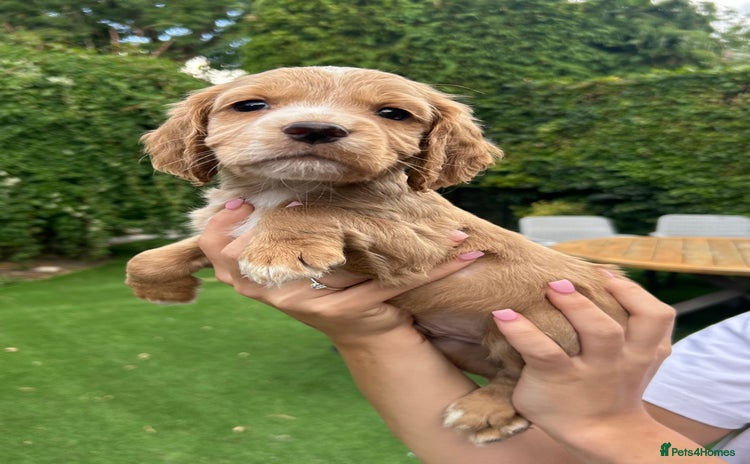 Cocker Spaniel dogs in Aylesbury - Advert 3