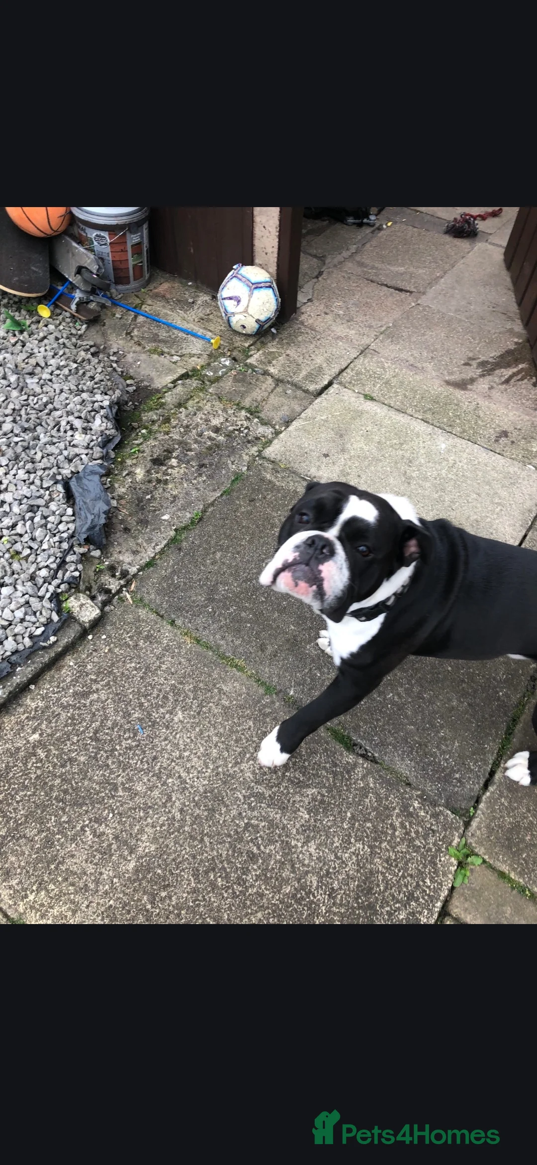 Dorset Olde Tyme Bulldogge dogs for sale: Olde tyme english bulldogs - Advert 2