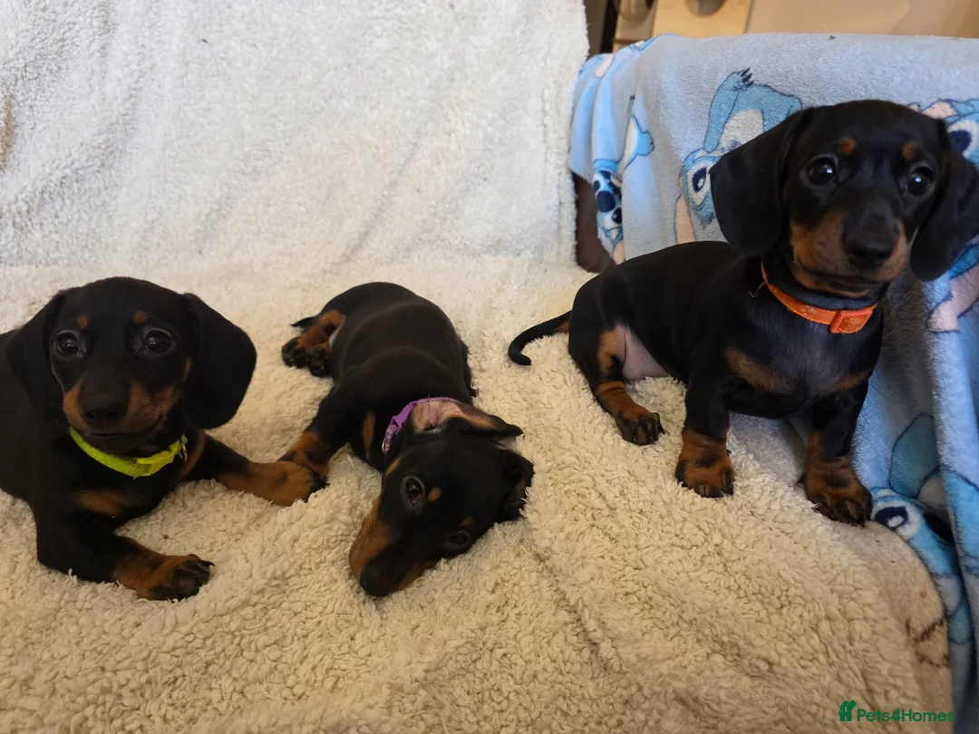 Dachshund dogs for sale: Six beautiful miniature smooth haired dachshunds - Advert 1