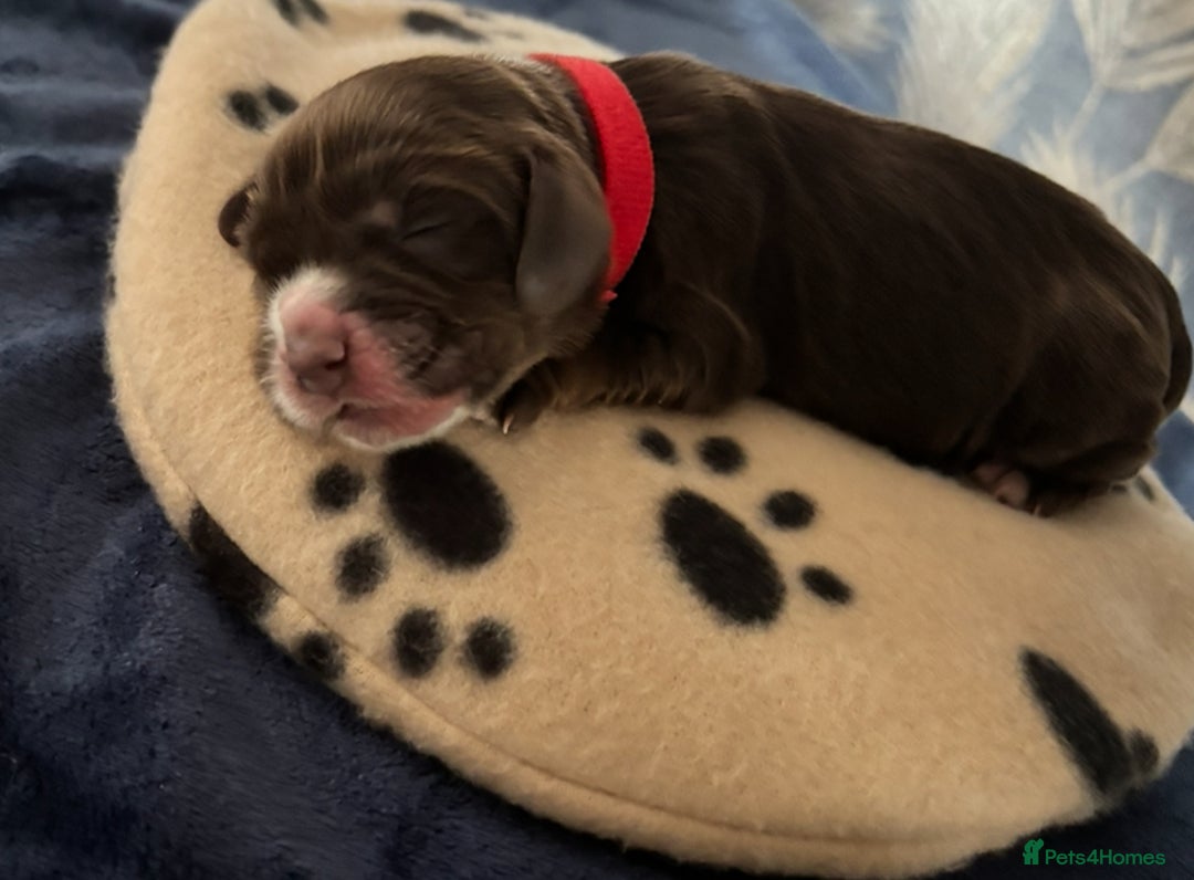 Cocker Spaniel dogs for sale: 🐶 COCKER SPANIEL PUPPIES 🐶  - Advert 15