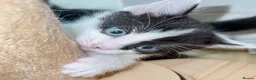 American Shorthair cats for sale: Warm & Family-Focused 🐾  - Advert 6