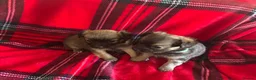 Chihuahua dogs for sale: Longhaired Chihuahua  - Advert 14