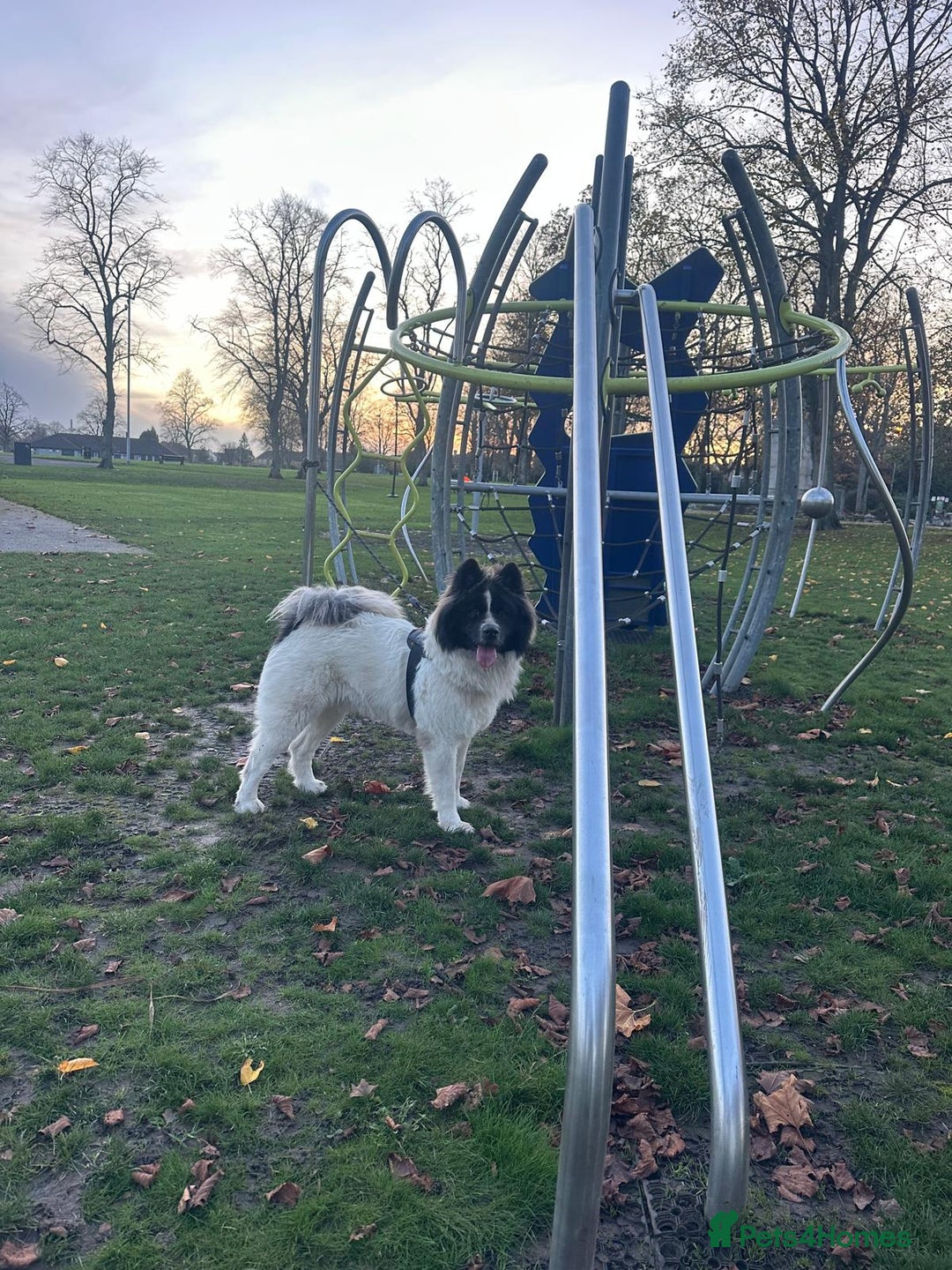 Caucasian Shepherd Dog dogs for sale: Caucasian sheepdog  - Advert 5