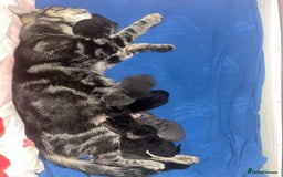Mixed Breed cats for sale: 2 gorgeous playful kittens - Image 16