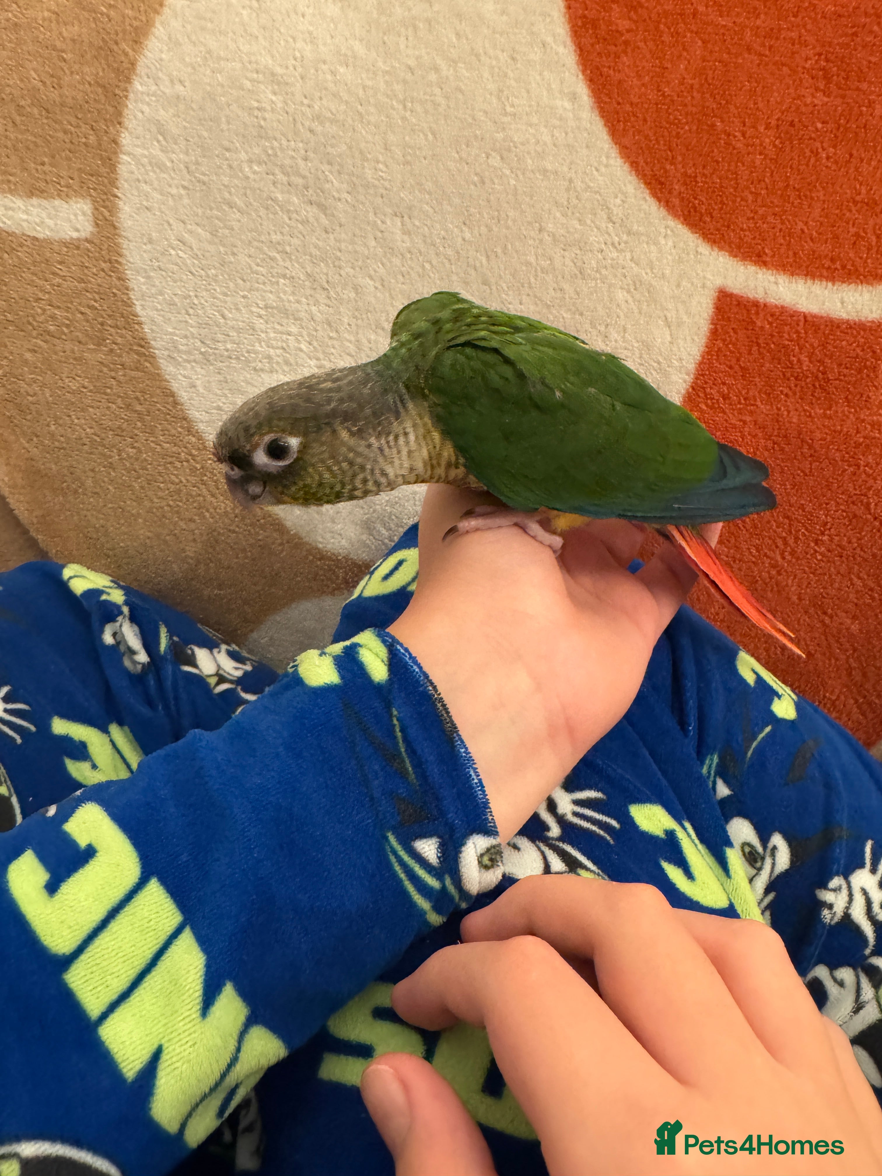 Conures birds 2 Hand reared baby conures - Advert 2