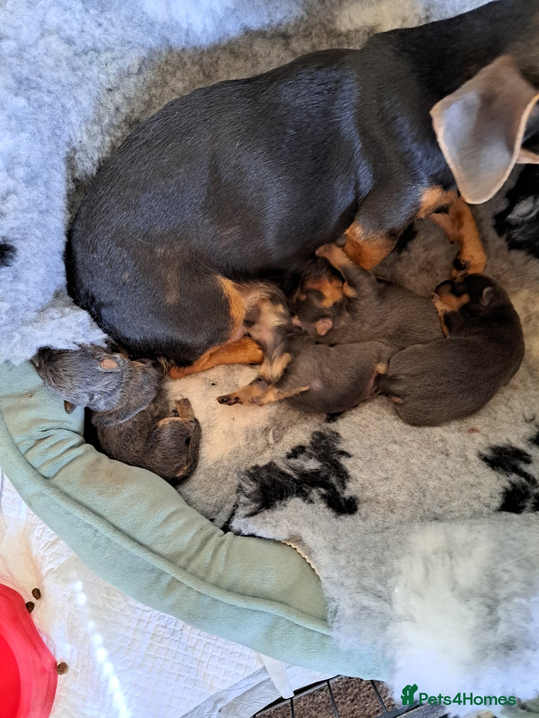 Jack Russell dogs for sale: Wenlock  jack russel puppies  - Image 7