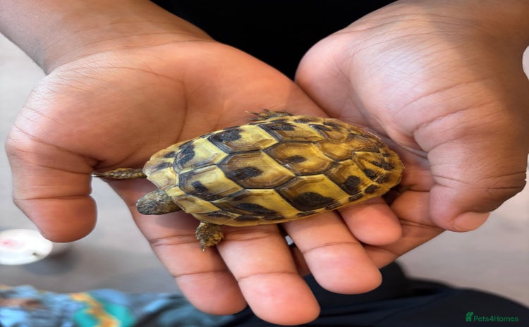 Tortoise reptiles - Advert 1