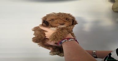 Miniature Poodle dogs - Advert 9
