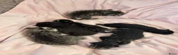 Ragamese cats for sale: Ragameze  - Advert 28
