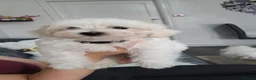 Maltese dogs for sale:  Beautiful Maltese Puppies Looking Loving Homes  - Advert 14
