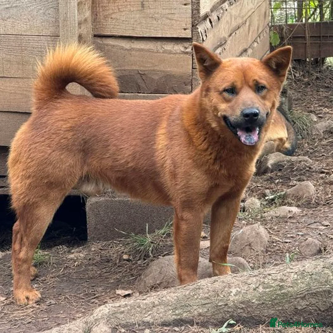 Chow Chow dogs for adoption: Aki   in Ashford - Advert 1