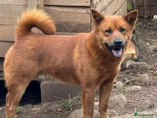 Chow Chow dogs Aki in Ashford - Advert 1