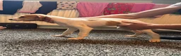 Lurcher dogs for sale: Lurcher pups  in Burnley - Advert 9