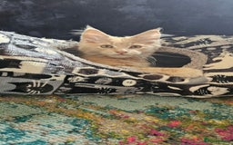 Maine Coon cats for sale: TICA Reg Maine Coon Kittens - Image 3