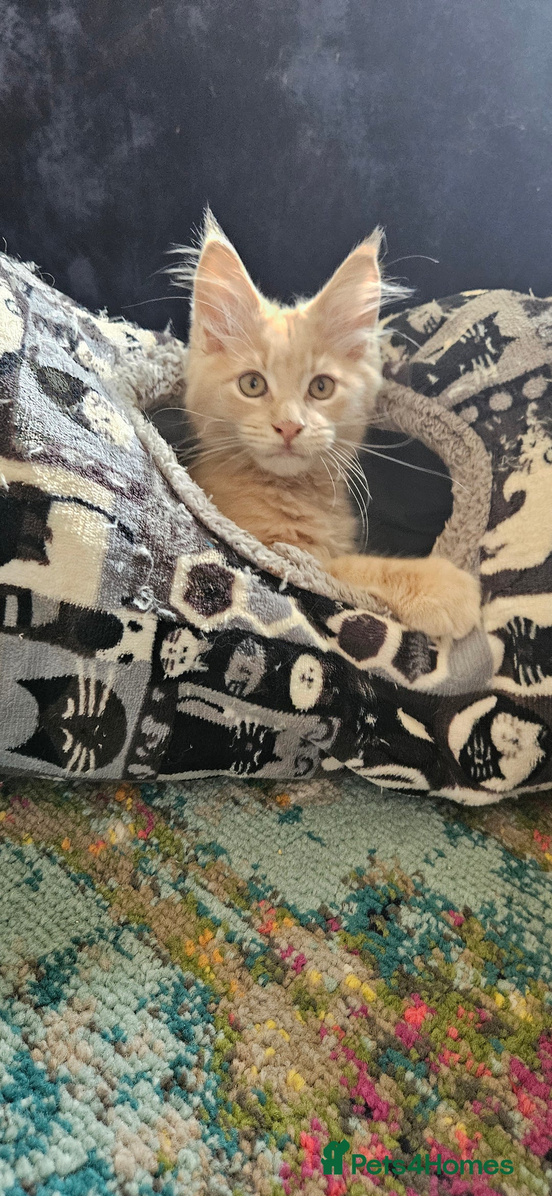 Maine Coon cats for sale: TICA Reg Maine Coon Kittens - Image 3