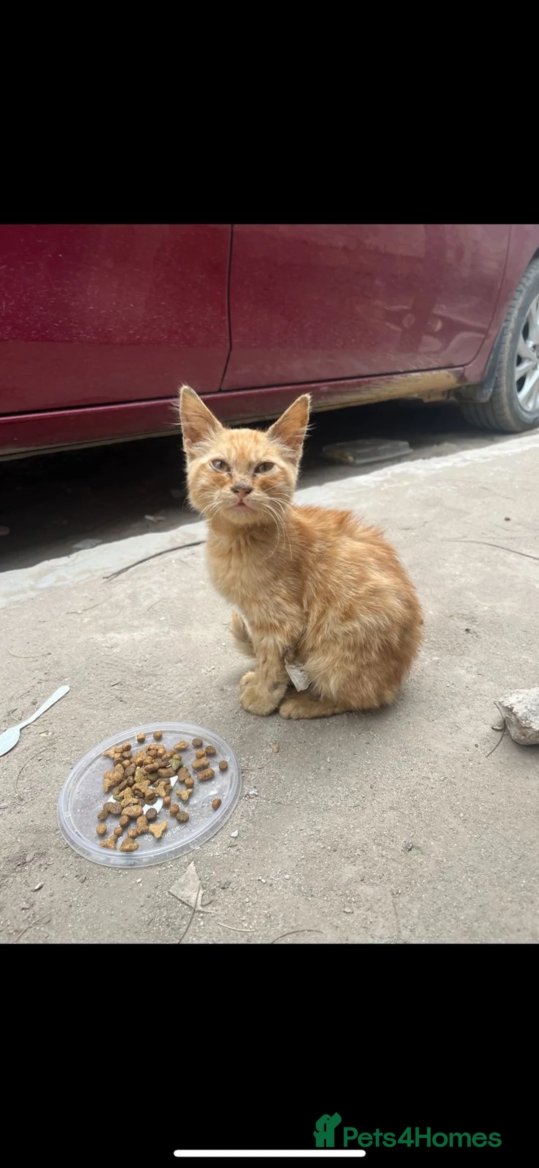 Egyptian Mau cats for adoption: Baby tmtm  - Advert 1