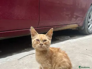 Egyptian Mau cats Baby tmtm - Advert 6