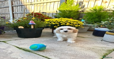 Cavachon dogs - Advert 9