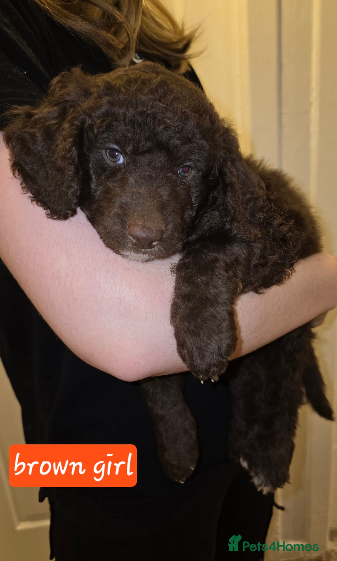 Mixed Breed dogs for sale: Standard poodle  cross - Advert 3