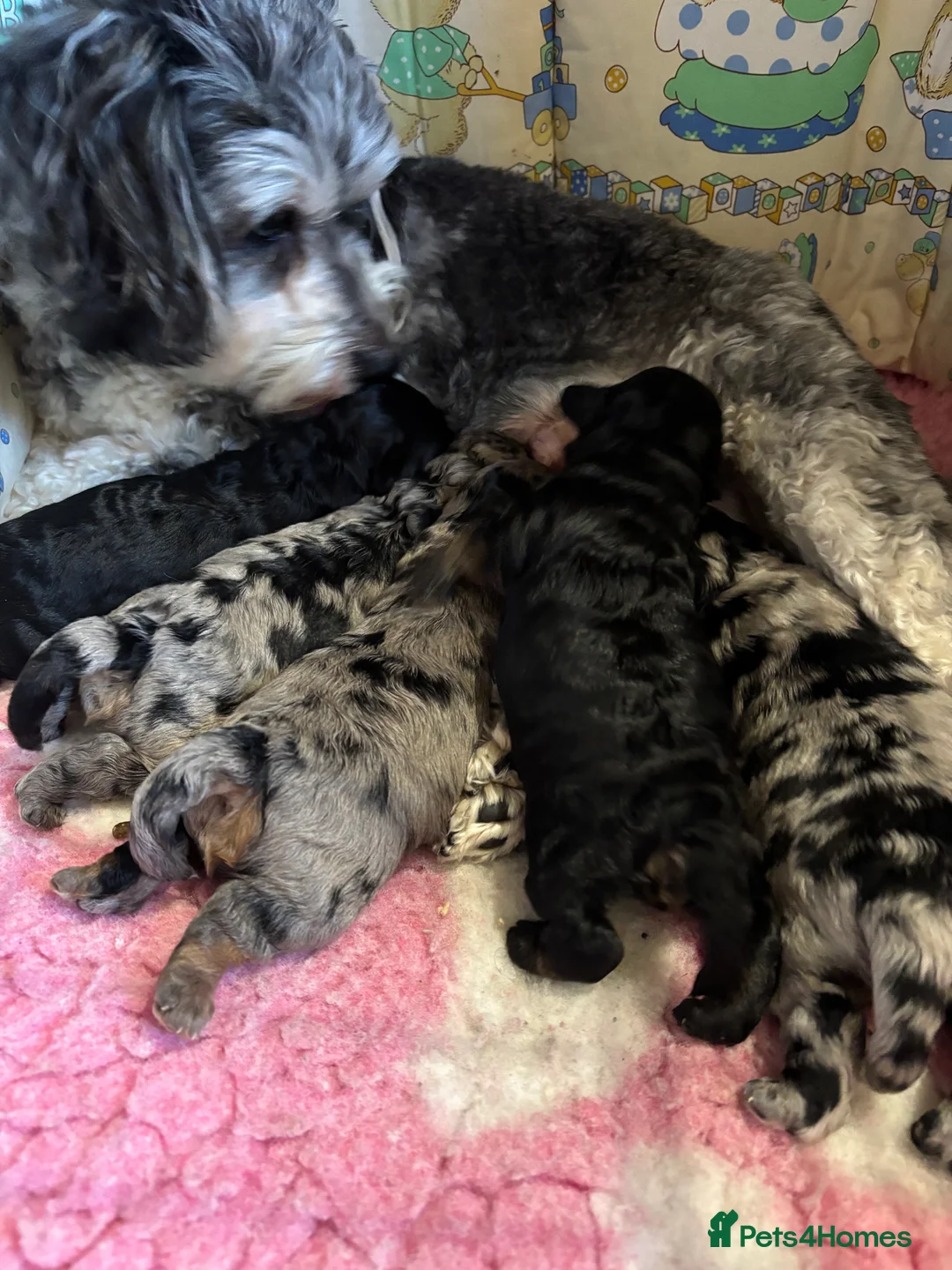 Maltipoo dogs for sale: 💎 Adorable Maltipoo Puppies ❤️ - Advert 21