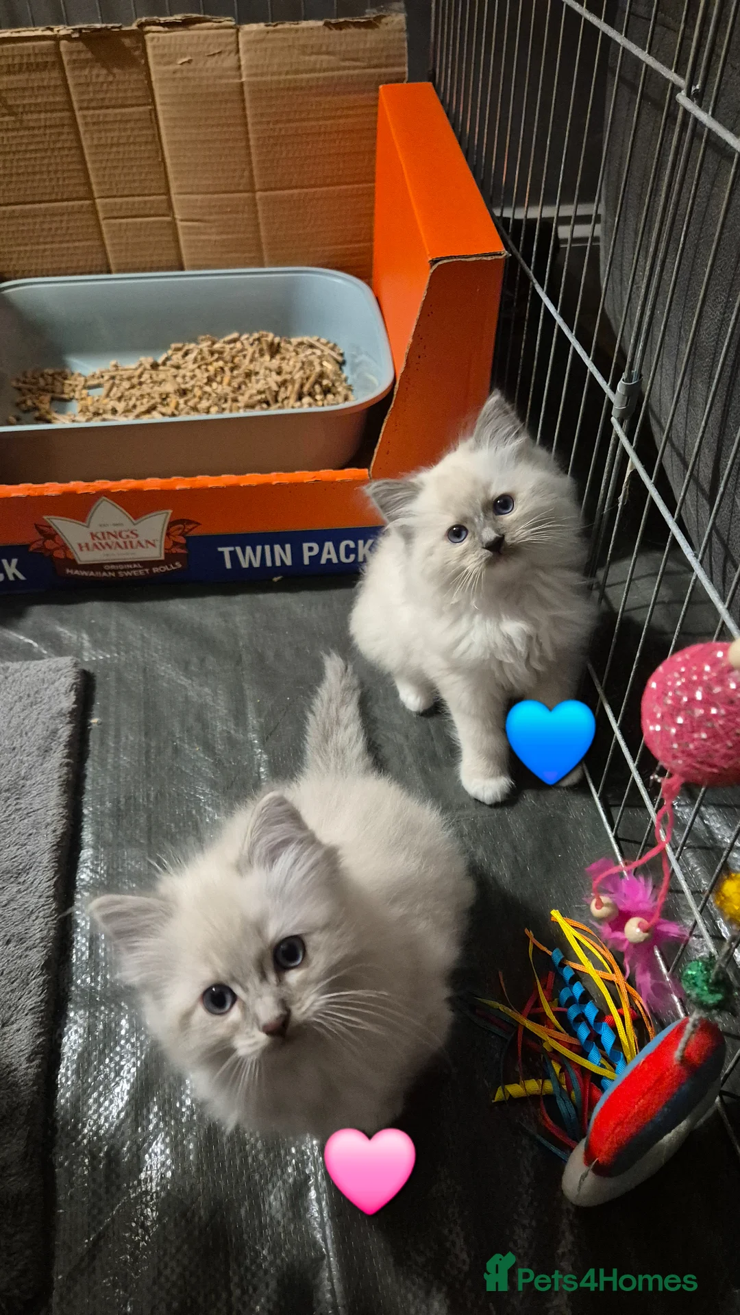 Ragdoll cats for sale: Ragdoll Kittens  in Paisley - Advert 1
