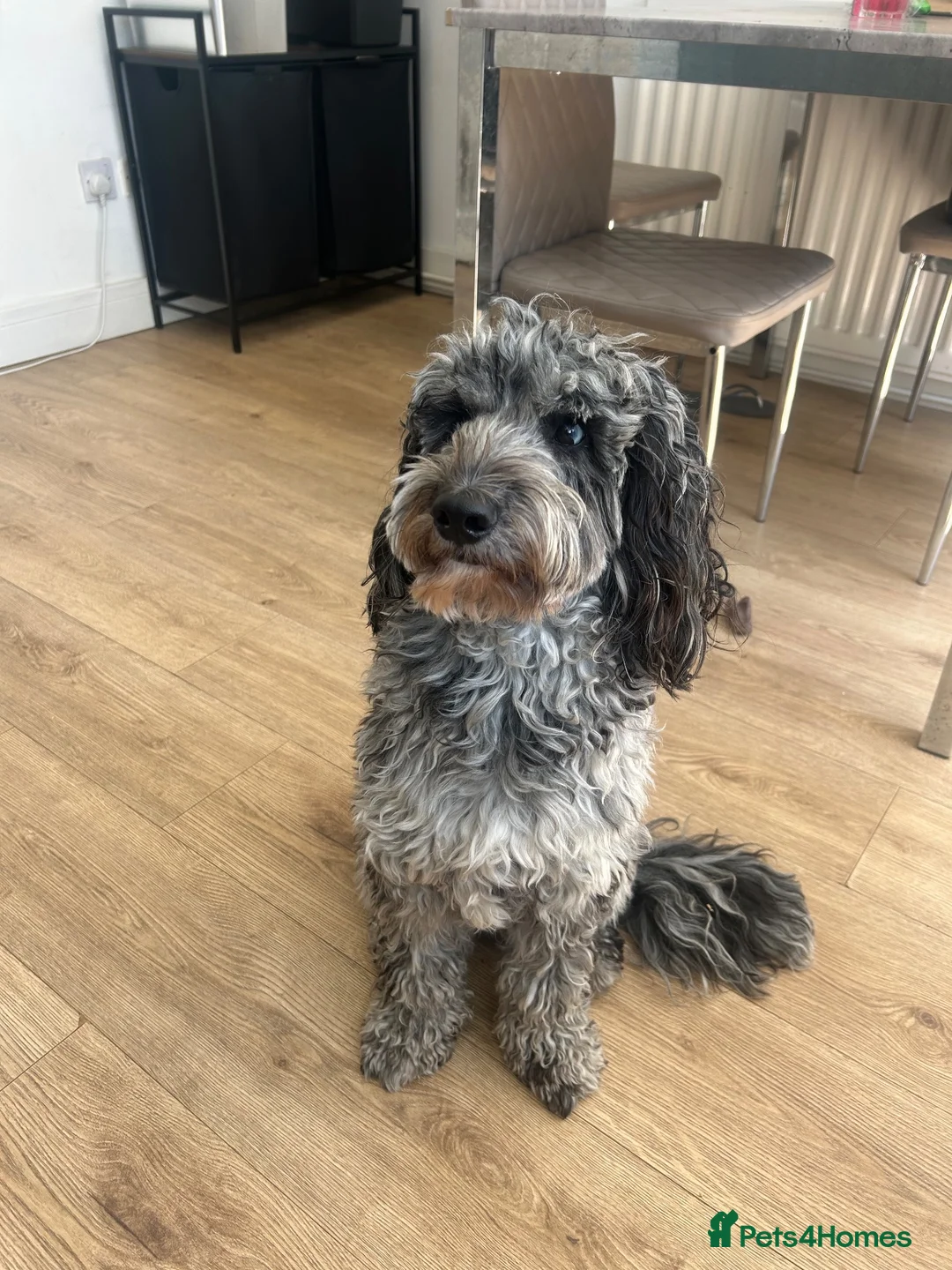 Cockapoo dogs for sale: Rehoming our beautiful male merle cockapoo  - Advert 2
