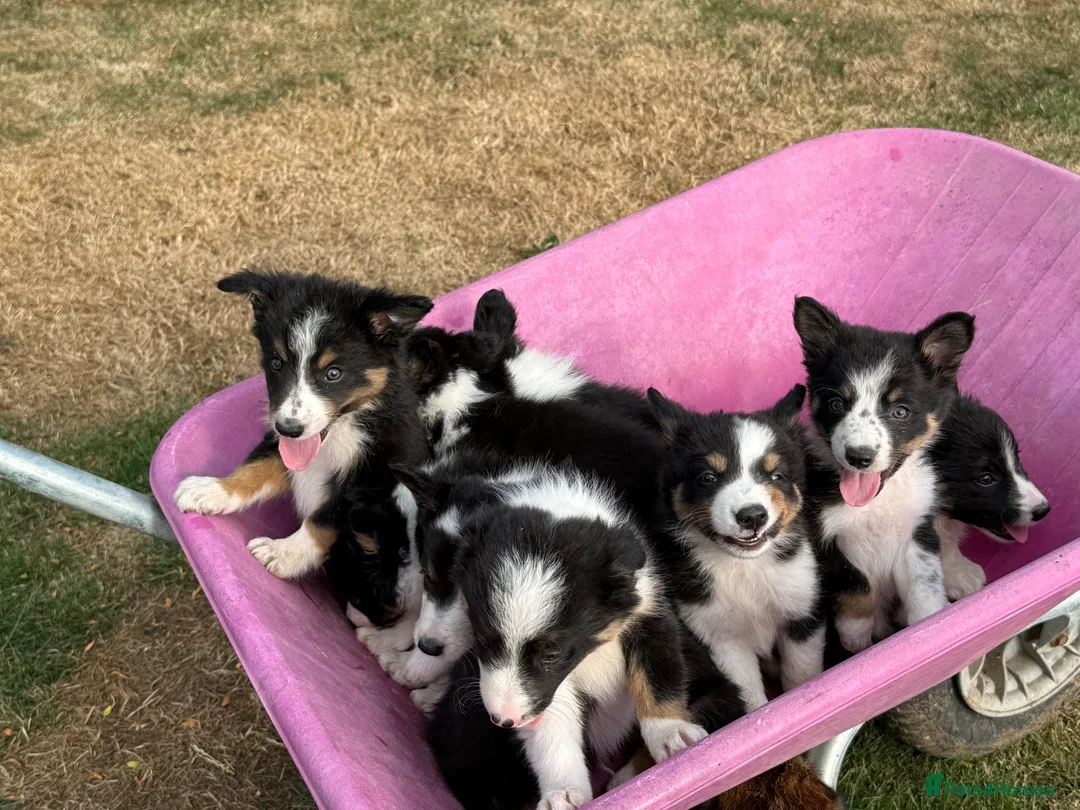 Border Collie dogs for sale: Beautiful Tri Border Collies looking for 5⭐️ homes - Advert 1