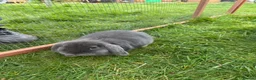 Mini Lop rabbits for sale: Miniature Lops  - Advert 4