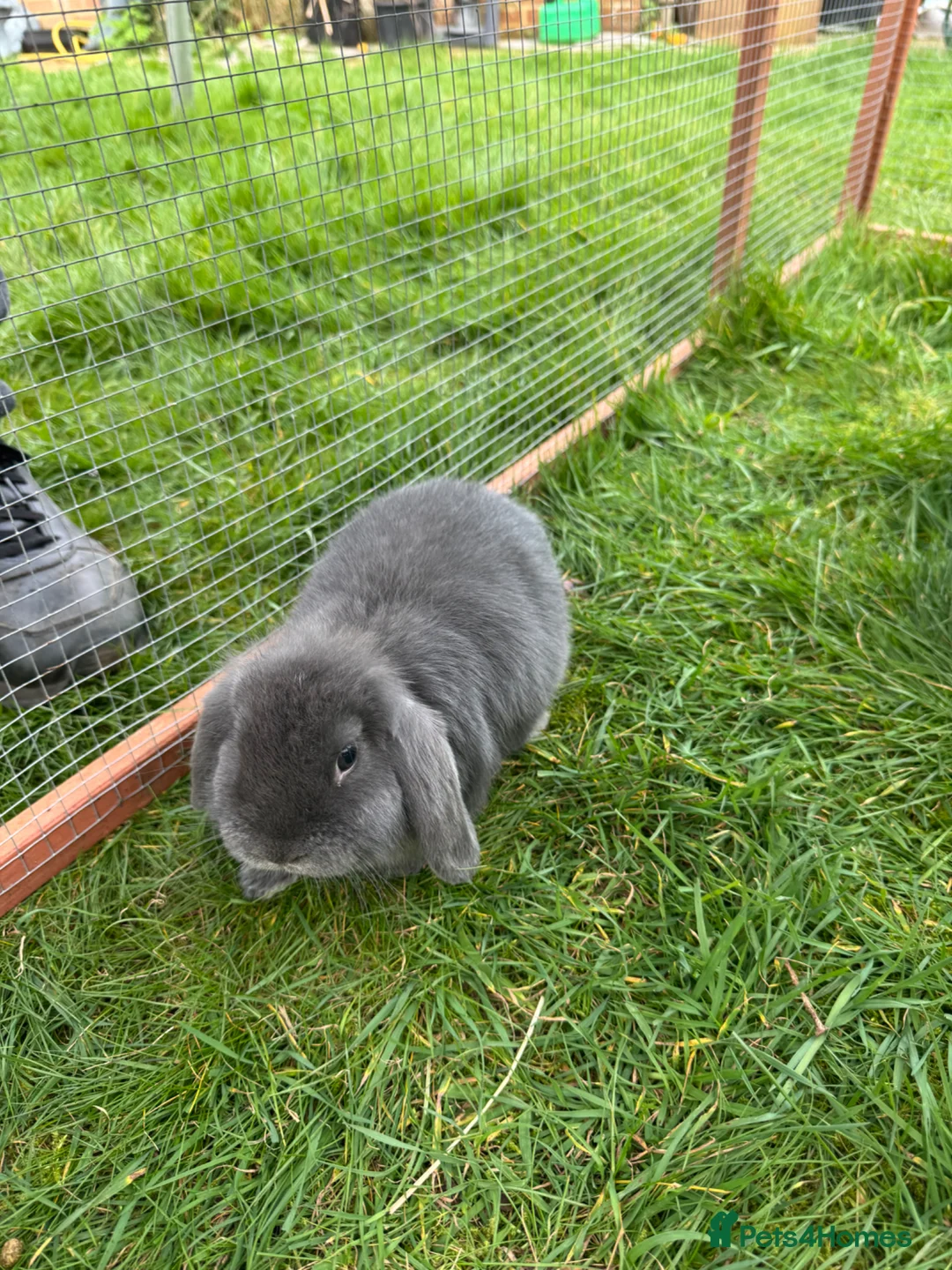 Mini Lop rabbits for sale: Miniature Lops  - Advert 4
