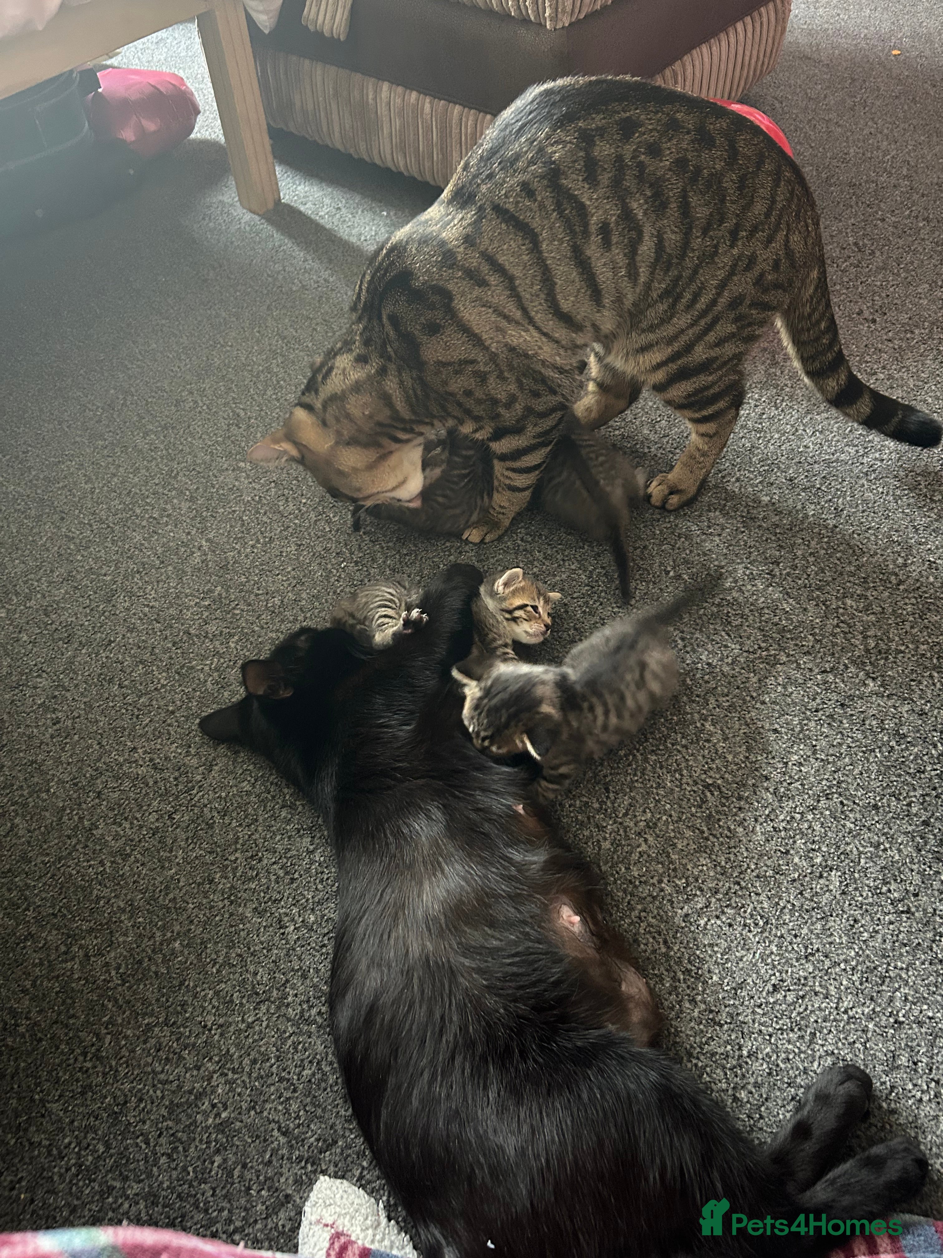 British Shorthair cats Tabby kittens  in Whitstable - Advert 1