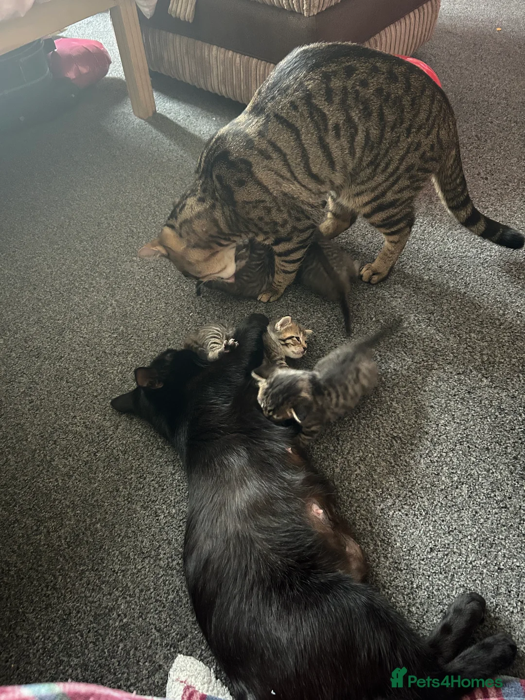 British Shorthair cats for sale: Tabby kittens  in Whitstable - Advert 1